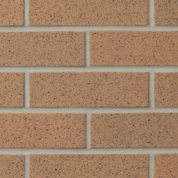 Burnt Almond Ironspot (SIS21-22)